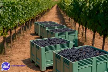 palots de plástico llenos de uva en plena vendimia en medio de las viñas