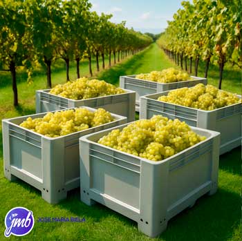 bins para vendimia cajas de uvas